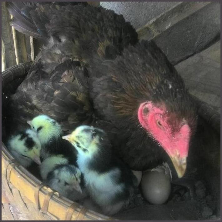 

FRESHH TELUR TETAS AYAM BANGKOK GRADE A TERBARU