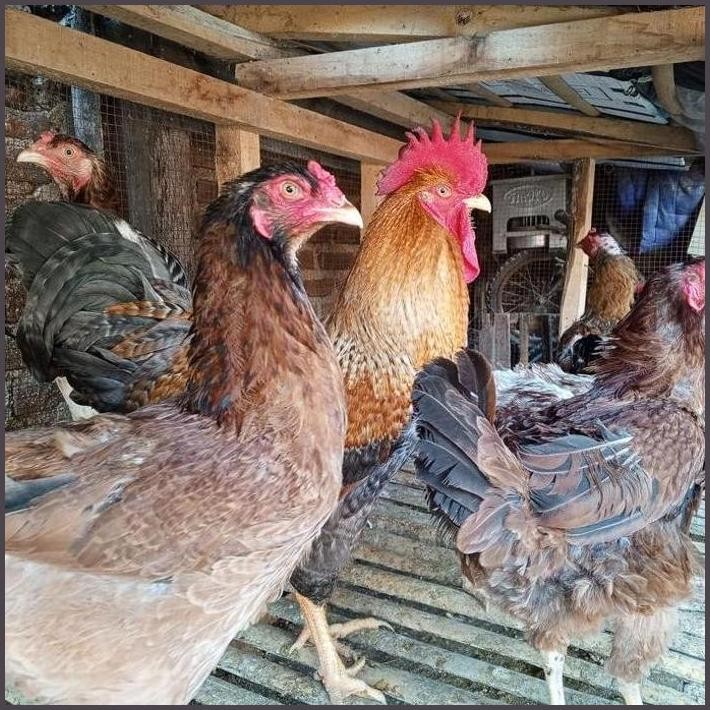 

FRESHH TELUR AYAM KAMPUNG | TELUR FERTIL AYAM KUB 2 JANAKA ASLI BALITNAK BOGOR | BISA DITETASKAN TERBARU