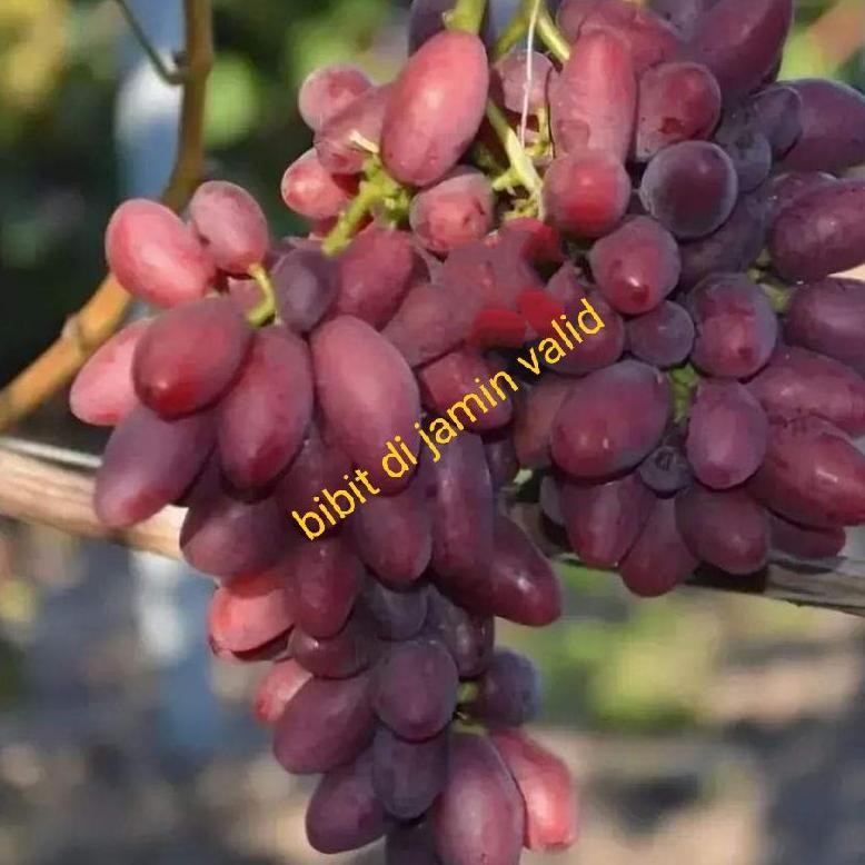 READY STOK bibit anggur impor taldun batang super besar Valid Siap kirim