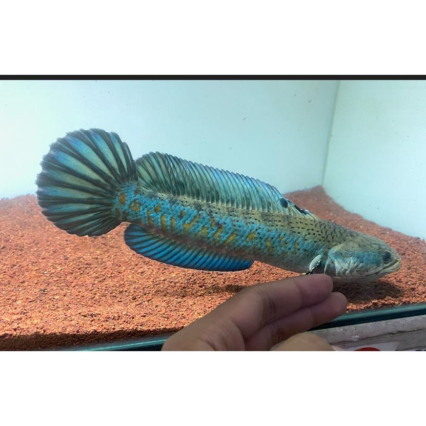

gI BLUE PULCHRA CHANNA BP