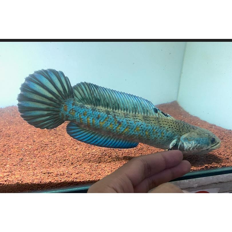 

lO BLUE PULCHRA CHANNA BP