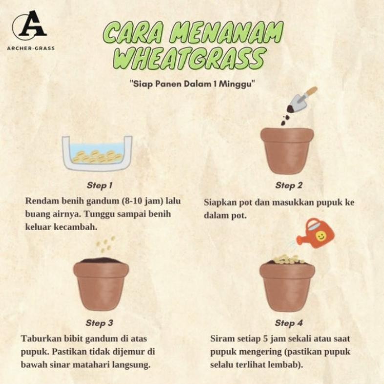 Benih Gandum / Wheatgrass / Cat Grass / Pet Grass 500Gr.
