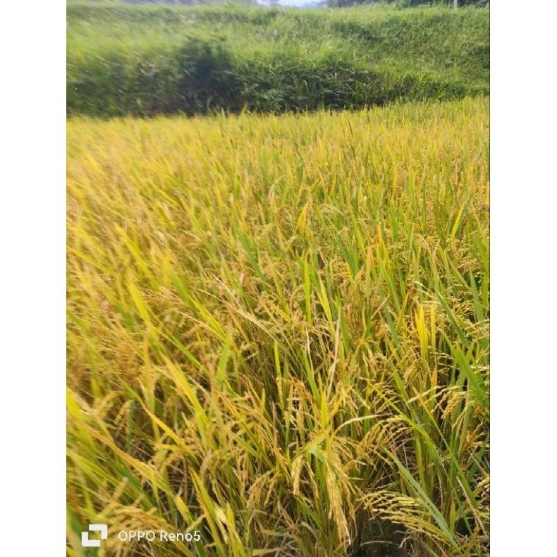 Padi Ketan Putih Grendil Bisa Di Tanam Di Sawah Dan Di Darat Umur Padi Ketan 100 Hari Paket 1Kg