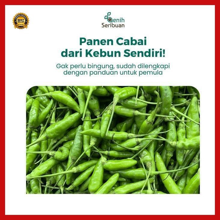 (Promo) 35 Benih Cabai Rawit Hijau F1 Unggul Cabe - Benih Sayuran Seribuan Bestseller