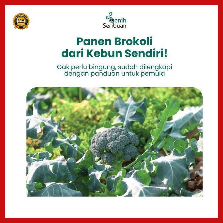 

(Promo) Benih Brokoli Hijau F1 - Benih Sayuran Seribuan Bestseller