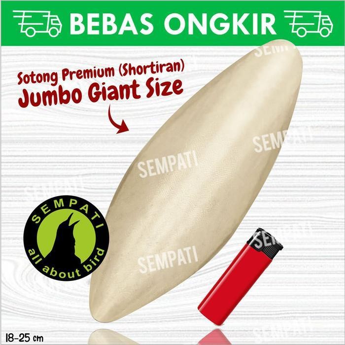 

Sotong Ukuran Jumbo Cangkang Tulang Cumi Kalsium Iodium Garam Mineral