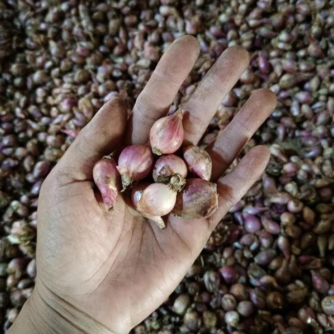 

JR26 Bawang merah fresh ukuran lembut berat 1000gram