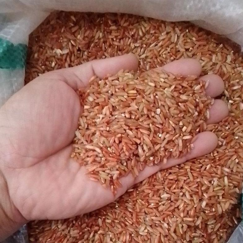 

Beras Merah Kampung 2Kg / Promo Beras Kampung / Kampung Beras Merah