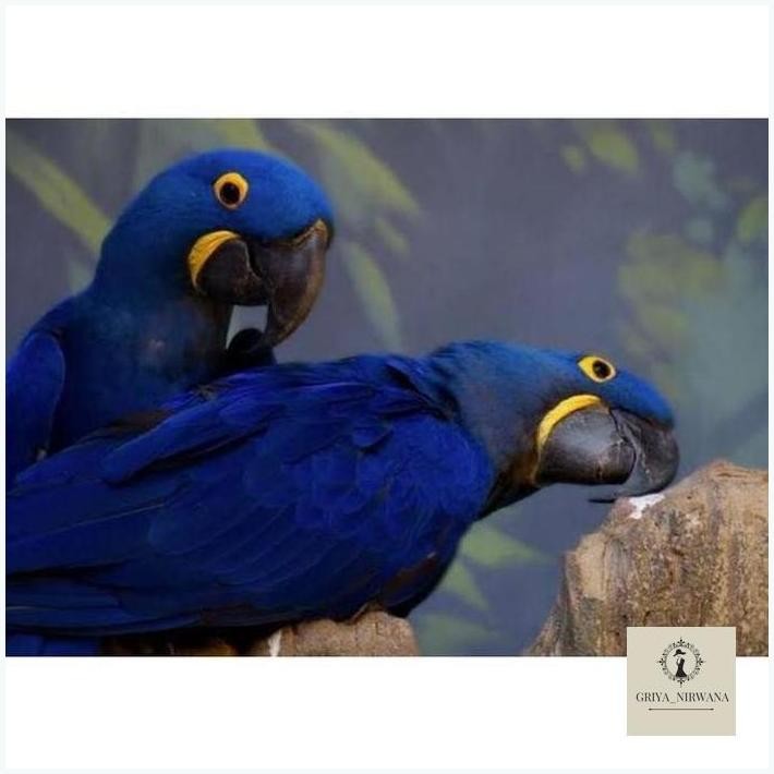 

NEW FRESS TELUR BURUNG MACAW HYACINTH BIRU TELUR FERTIL UNTUK DI TETASKAN TERBAIK