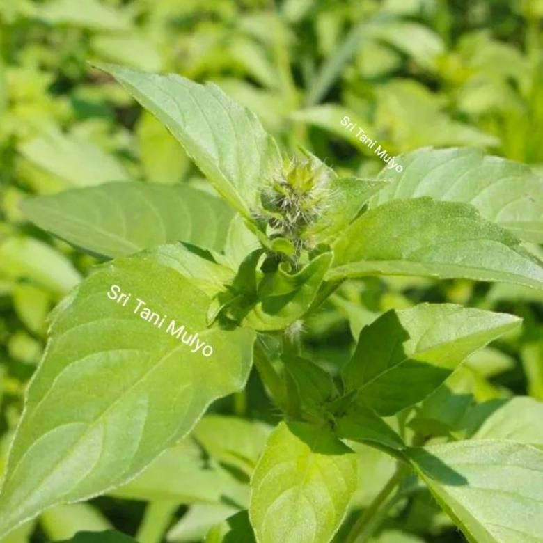 Promo Cod 200 Biji - Benih Kemangi Lalap Super Berkwalitas - Bibit Sayuran - Benih Sayuran Basil Lem