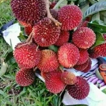 BIBIT BUAH PULASAN UNGGUL GENJAH | BISA DI TANAM DI POT