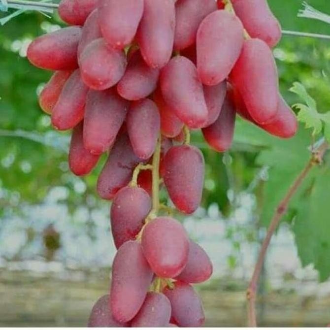 Cutting stek anggur import