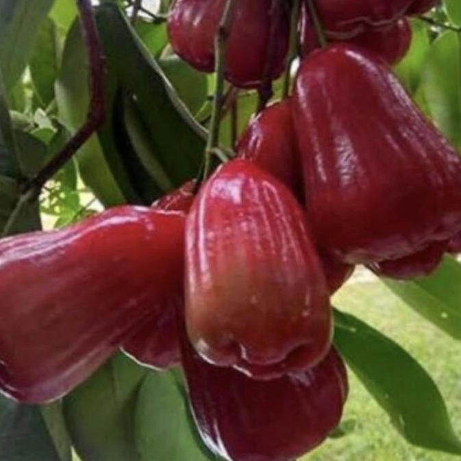 Bibit pohon jambu air citra merah cangkok cepat berbuah/ tabulampot