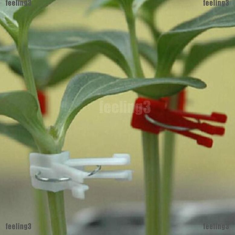 Promo Cod Grafting Clip Penjepit Tanaman Cangkok Tanaman, Penahan Cangkok, Model Jepitan Lingkar ...