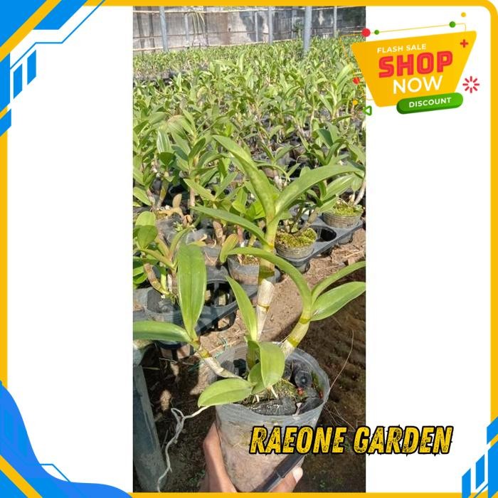 BUNGA ANGGREK POT CANTIK ANGGREK MAL DG GRATIS ONGKIR