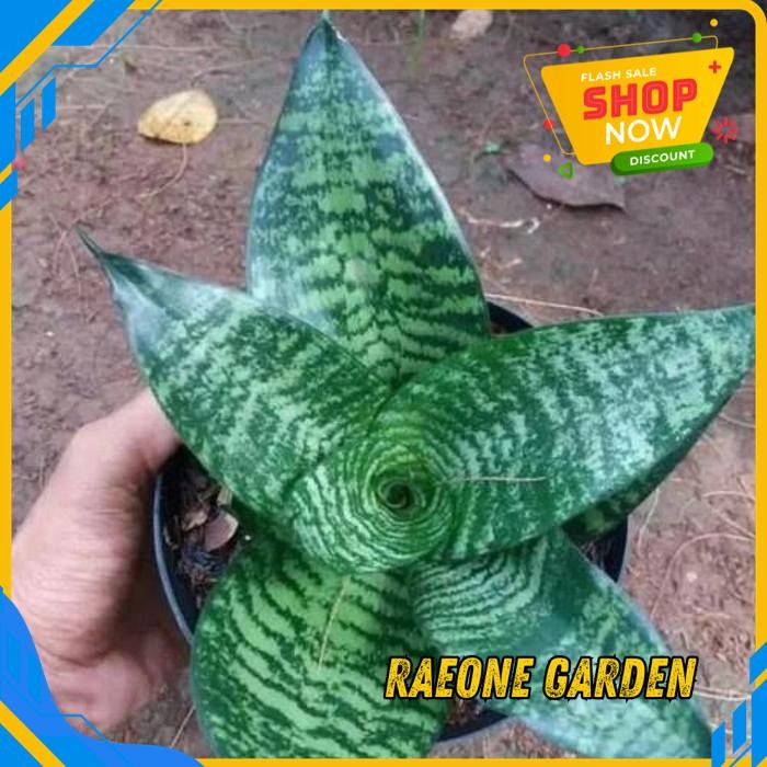 TANAMAN ANGGREK MINI POT TANAMAN HIAS LIDAH MERTUA MINI HIJAU TERBAIK