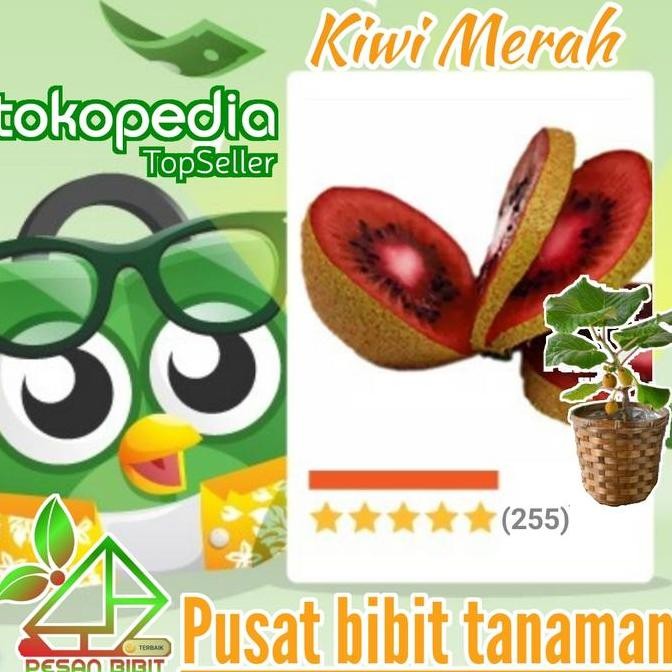 bibit tanaman buah kiwi merah RED KIWI kiwi paling bagus PESAN BIBIT