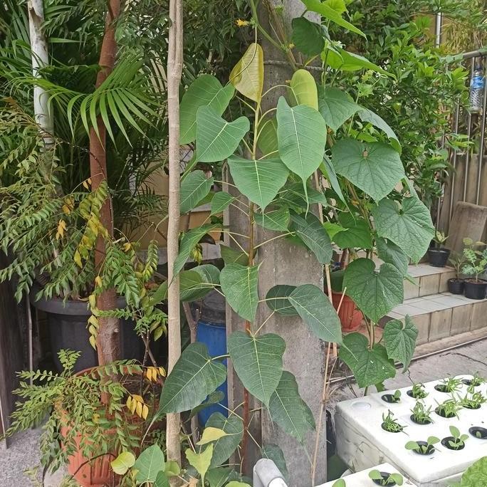 Pohon Bodhi Dewasa Tanaman bibit Bodi ficus religiosa Buddha bonsai