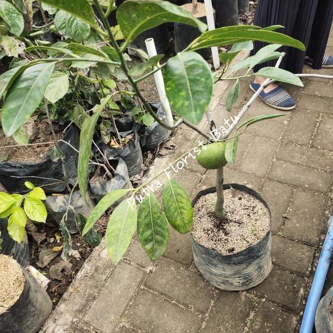 Bibit Tanaman Buah Black Sapote Berbuah