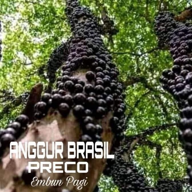 siap berbuah Bibit pohon Buah Anggur Brazil jenis Preco genjah cepet berbuah fres