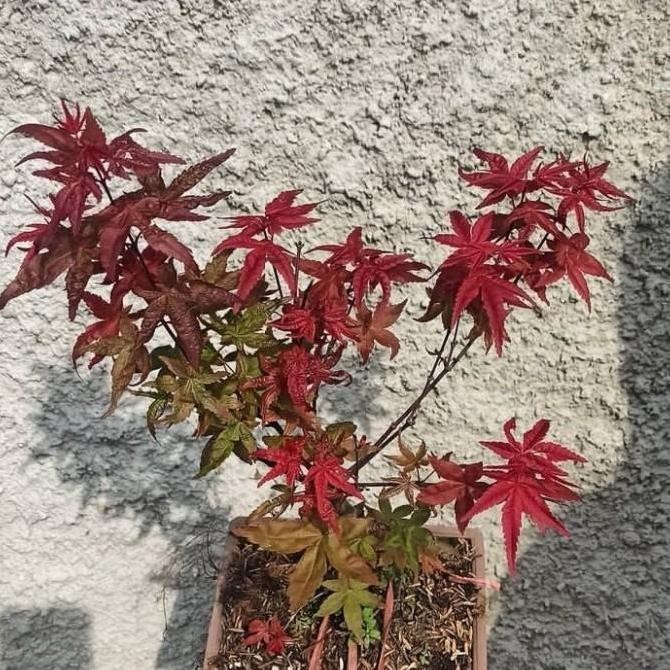Tanaman Hias Japanese Red Maple // Bibit Bonsai Red Maple .