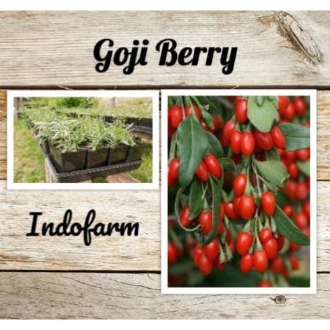 Tanaman Bibit Buah Goji Berry