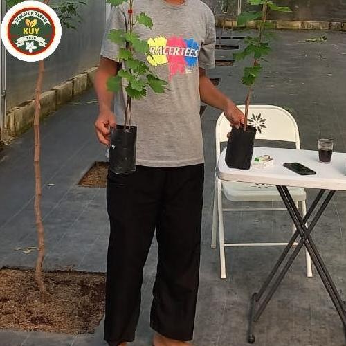 PAKET TIGA BIBIT ANGGUR BIBIT ANGGUR ASLI 3 TANAMAN BIBIT ANGGUR