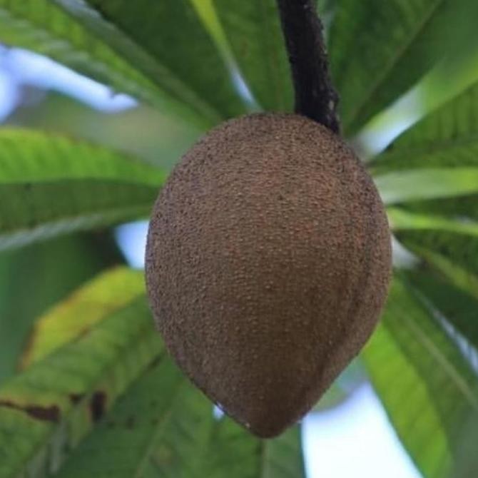 - Promo Segar - Tanaman Mamey Sapote Magana / Bibit Pohon Sawo Jumbo Oren - Premium -