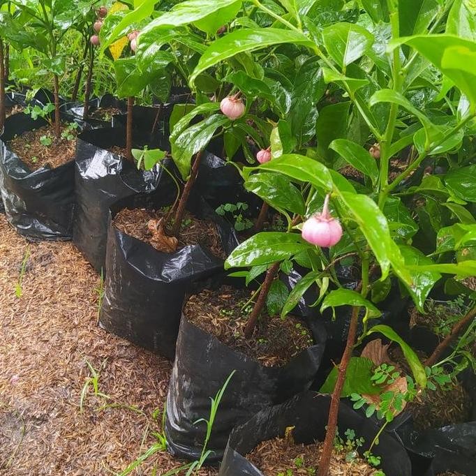 Bibit tanaman Manggis jepang kondisi berbuah