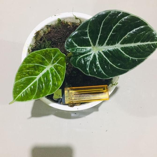 Bibit tanaman hias alocasia black velvet