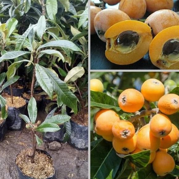 Buah Leci Biwa - Bibit Tanaman Buah Leci Loquat - Bibit Pohon Leci Biwa Kuning