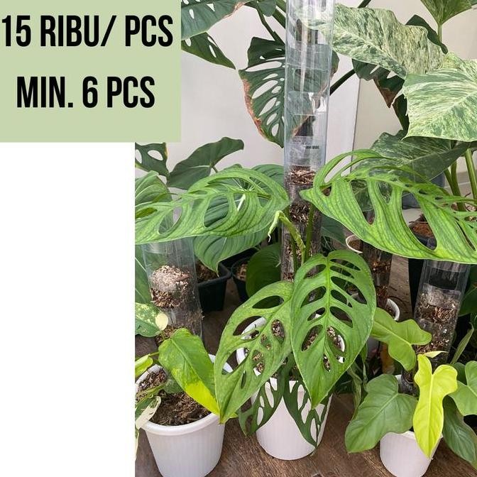 6 pcs TurusTetik GROSIR / Turus Plastik Mika Bening Mica / Moss pole TURUS ESTETIK