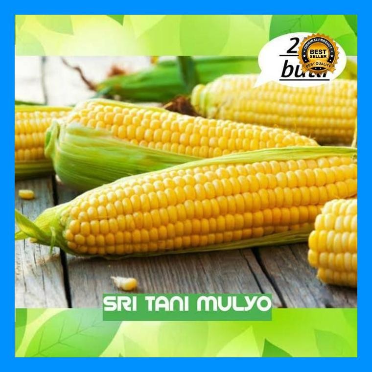 [Cod] - 25 Biji - Benih Jagung Manis Jaguar F1 - Bibit Sayuran Benih Sayuran Jagung Madu Jagung Kuni