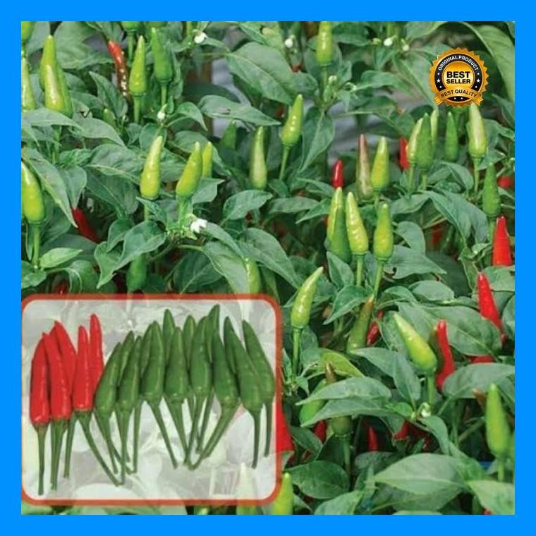[Cod] - 25 Biji - Benih Cabai Rawit Hijau Robin F1 - Bibit Cabe Benih Sayuran