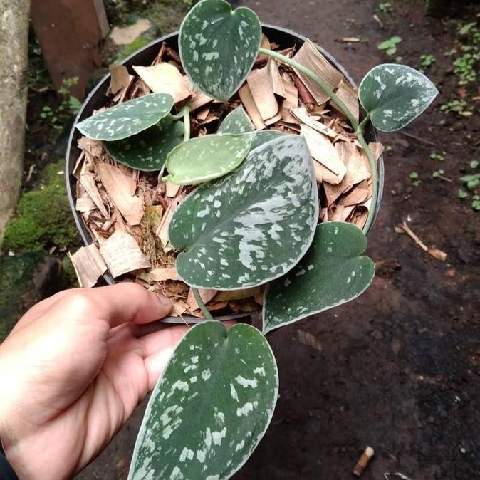 Promo scindapsus silvery ann COD