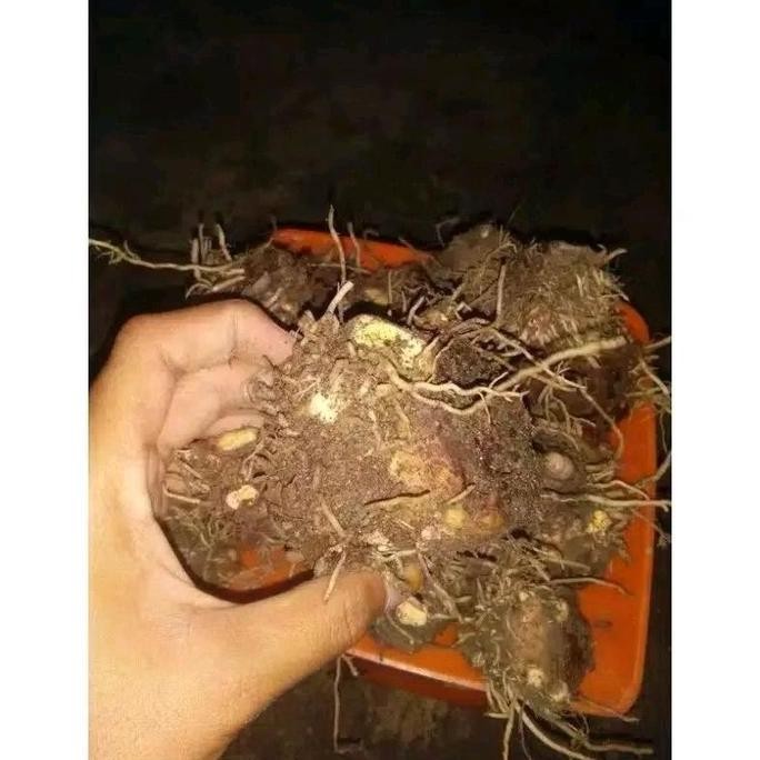 Bonggol Tanaman Hias Caladium / Keladi Red Guardian Thailand The Serie