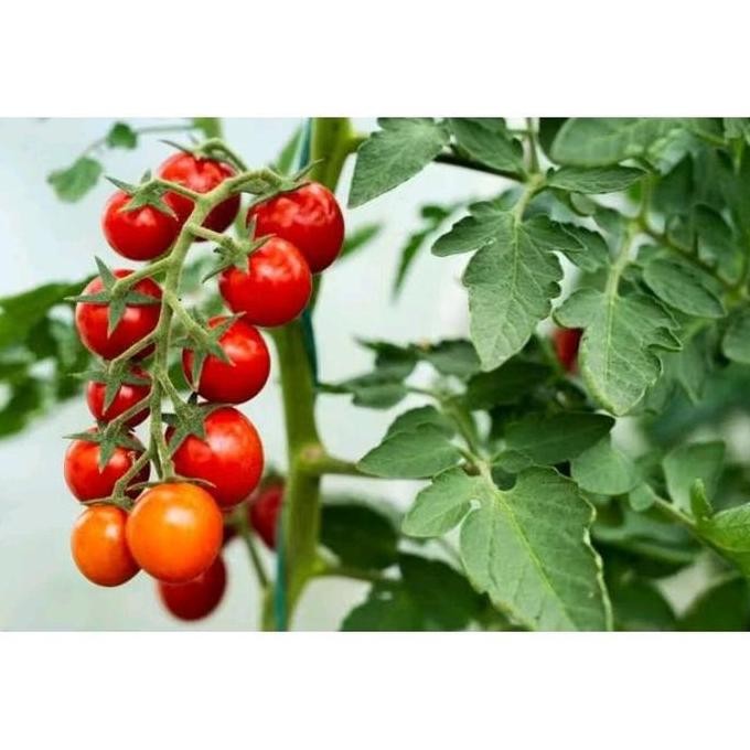 Tanaman Pohon Tomat Cherry/Pohon Buah Tomat Ceri Siap Berbuah