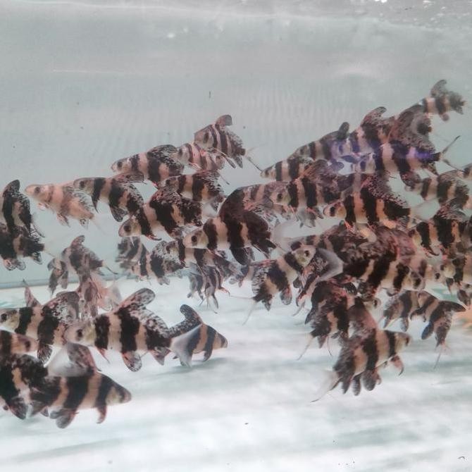 chf chinese high fin