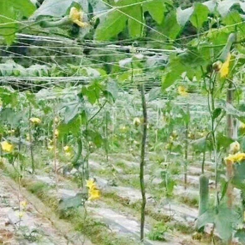 Hot Sale - 100M Jaring Rambatan Tanaman Jaring Merambat Kuat Buah Anggur Sayuran Plant Climbing Net 