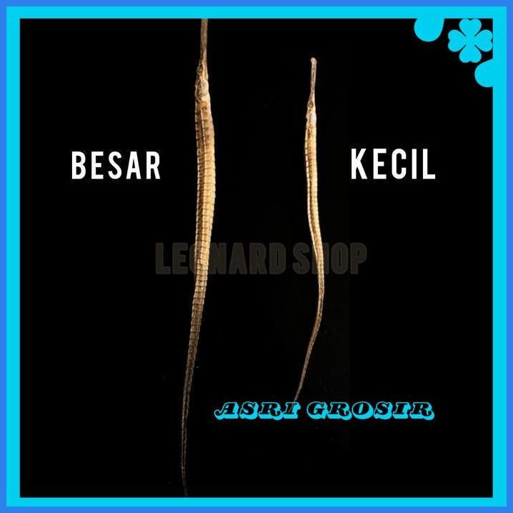 NAGA LAUT HITAM 100GR KERING SUPER HAI LONG OBAT HERBAL KUAT PRIA KUDA DIJAMIN GRATIS ONGKIR