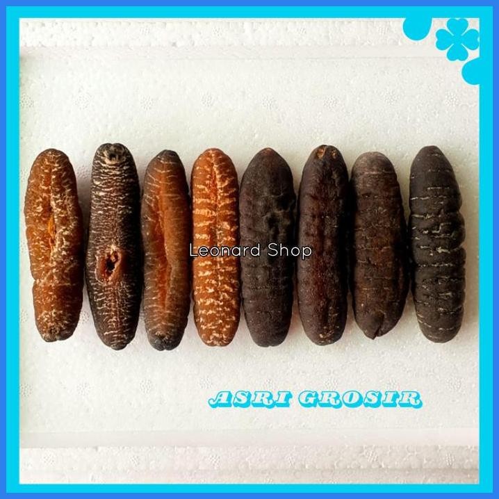 HAISOM BESAR SUPER 100GRAM BANGKA BELITUNG KERING TERIPANG GOSOK GAMAT TERBAIK