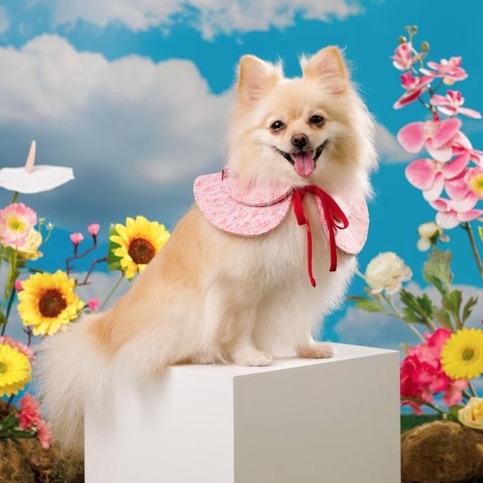 Premium Noir Sur Blanc Pet Collar Candy Pink Promo