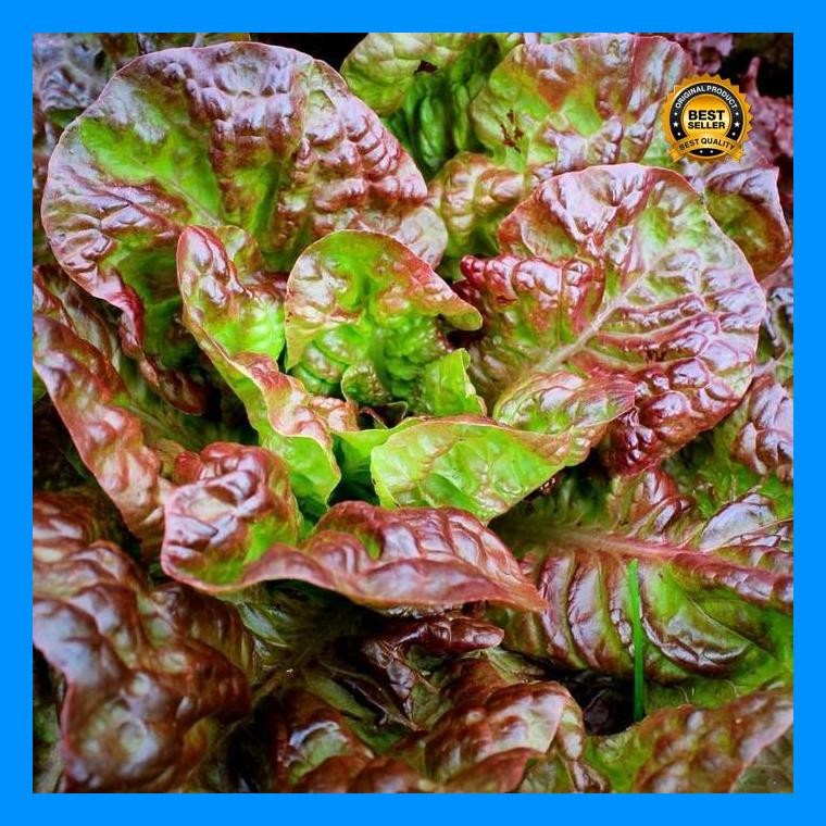 [Cod] - 130 Biji - Benih Selada Merah Import Chloe Red - Benih Selada Lettuce