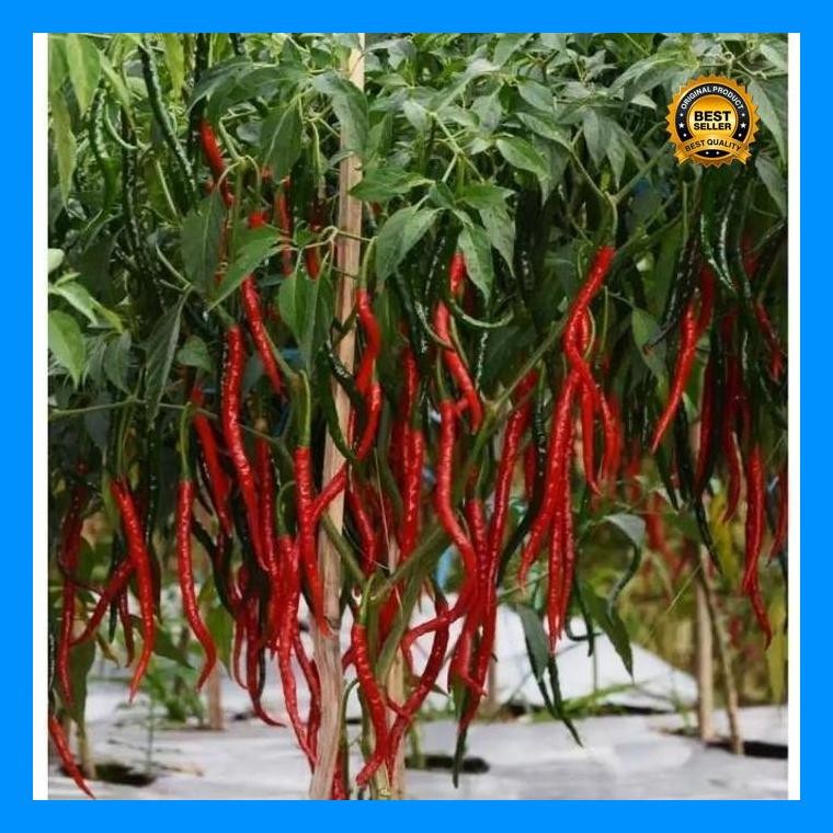 [Cod] - 25 Biji - Benih Cabe Cabai Keriting Unggul -Galih F1 Bibit Unggul Tahan Penyakit Cabe/Cabai 