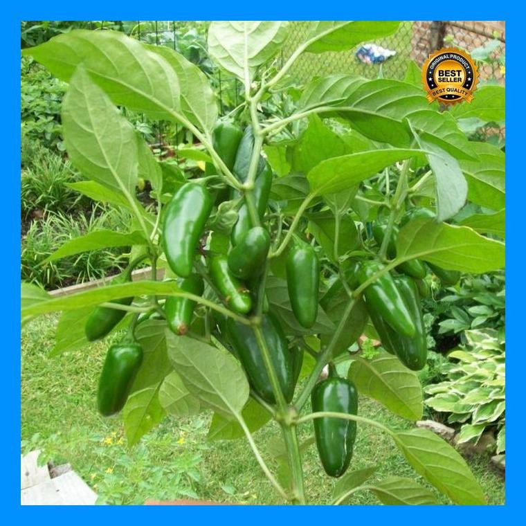 [Cod] - 5 Biji - Benih Cabai Jalapeno Fanatic F1 - Known You Seed - Bibit Cabe Hias Super Pedas Jala