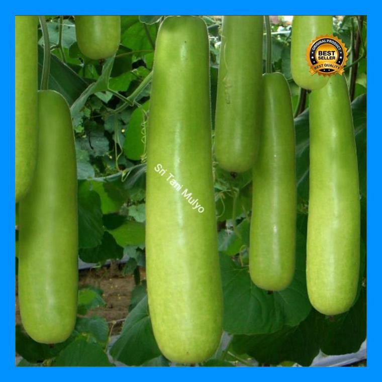 [Cod] - 3 Biji - Benih Labu Siam Balistik - Labu Air Labu Panjang Labu Hijau