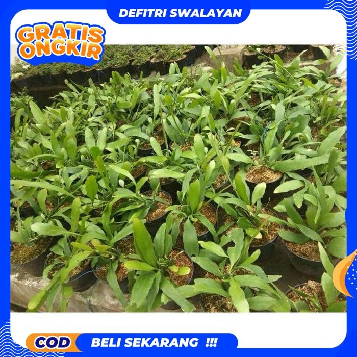 BEST QUALITY TANAMAN HIAS WIJAYA KUSAMA BLUE BIRU - BUNGA HIAS WIJAYA KUSUMA - WIJAYA KUSUMA BUNGA G