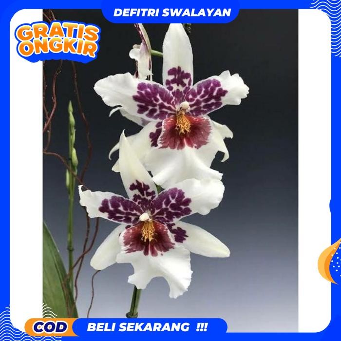 EKSLUSIF ANGGREK ONCIDIUM DEWASA BEALLARA BIG SHOT HILO SPARKLE - BUNGA HIAS ANGGREK ONCIDIUM KUALIT