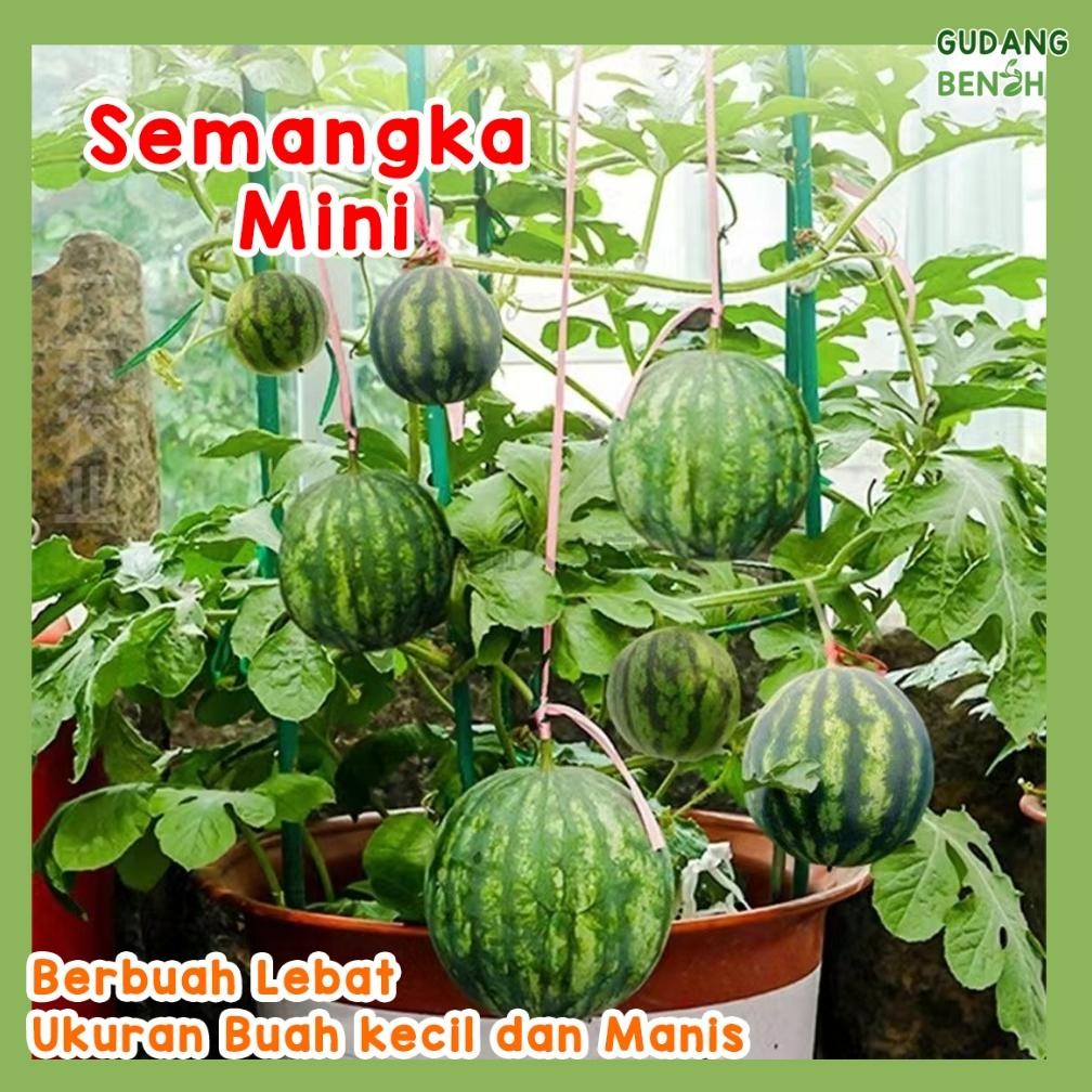 Promo Cod Semangka Mini Watermelon Biji Unggul Tahan Hama Isi 50 Benih, Bibit Buah Semangka ...