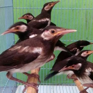 burung jalak suren anakan mandiri murah